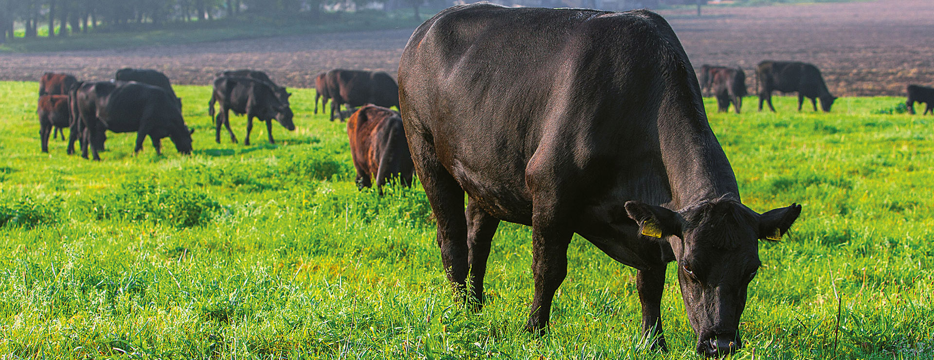 hovězí dobytek