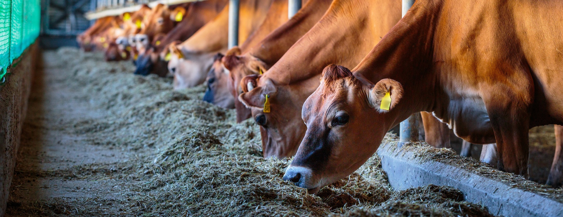 stáj - krmení krav